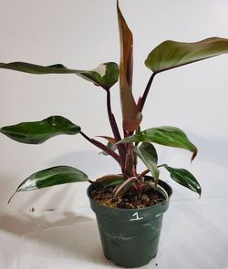 #1 Pink Princess Philodendron, Philodendron erubescens 'Pink Princess' #1